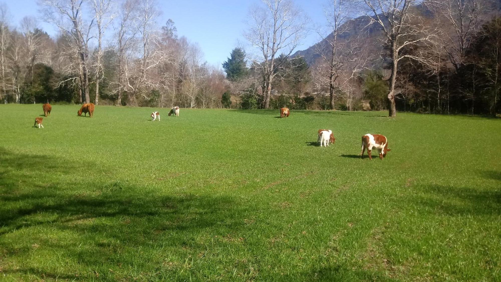 Cabanas Los Canelos Hermosa Granja En Pucón Szoba fotó